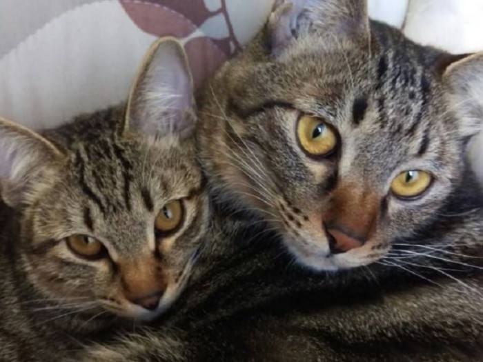 本当のお母さんじゃないけど、優しいマミーと