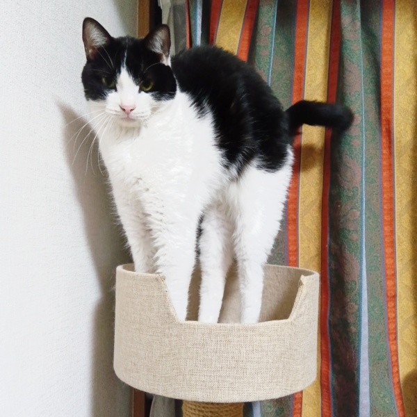 見事なボニャールを披露する朔ちゃん（画像提供：cittaちゃん）