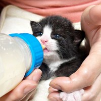 保護から数週間、ミルクを飲むめいちゃん（画像提供：奈神さん）