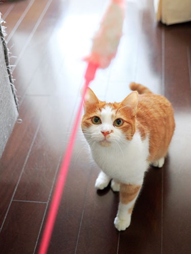 ずーっと遊ぶタピオ。無尽蔵のスタミナか？