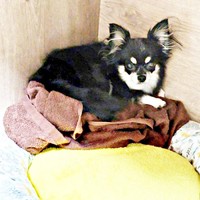 お迎え当初、隅っこで不安げな表情を浮かべるみつ子ちゃん（画像提供：今日のぶんたとみつ子さん）