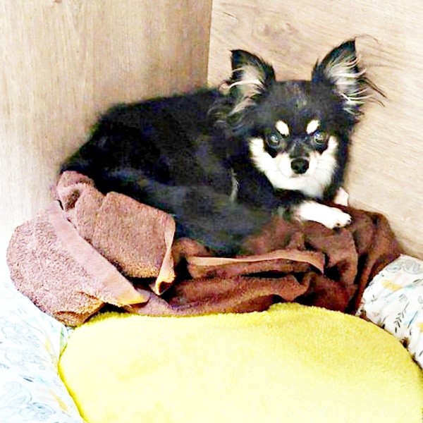 お迎え当初、隅っこで不安げな表情を浮かべるみつ子ちゃん（画像提供：今日のぶんたとみつ子さん）