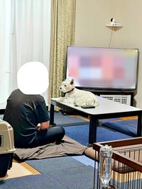 テレビを見るパパをじーっ見つめるユキちゃん（画像提供：ユキちゃんのお姉様さん）