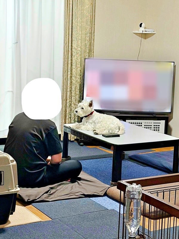 テレビを見るパパをじーっ見つめるユキちゃん（画像提供：ユキちゃんのお姉様さん）