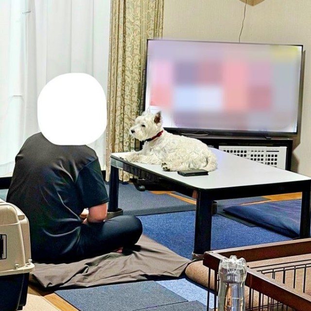 テレビを見るパパをじーっ見つめるユキちゃん（画像提供：ユキちゃんのお姉様さん）
