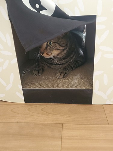 のれんをくぐって隠れて中に入ってバリバリ研げる！