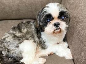 とにかく怖がりだったシーズー「ヴォルト」　少しずつ慣れて家族を癒やす存在に