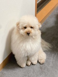 もふもふしたくなる＝ぺんたさん（@penta_pomepu）提供