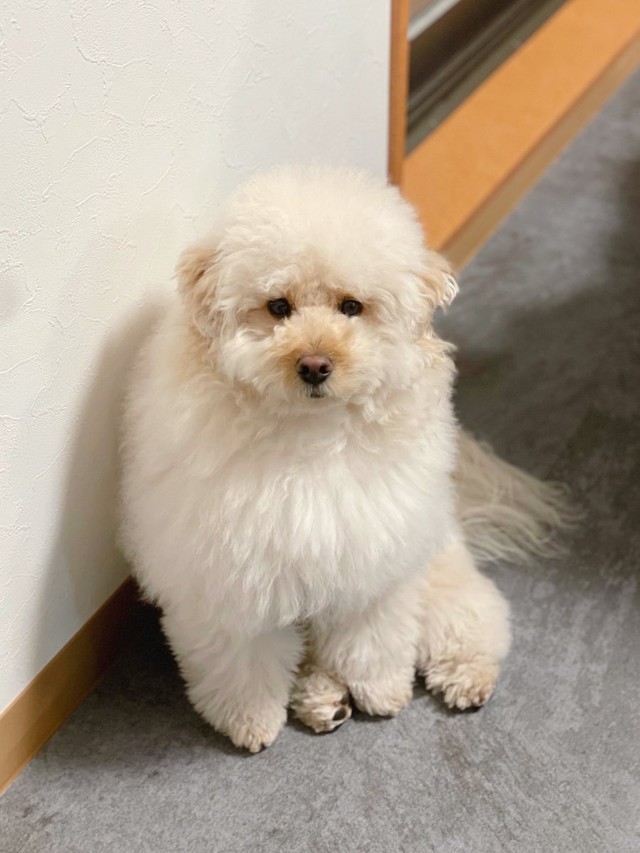 もふもふしたくなる＝ぺんたさん（@penta_pomepu）提供