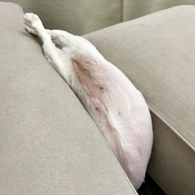 頭から真っ逆さまに突っ込んだなじゅちゃん（画像提供：なじゅさん）