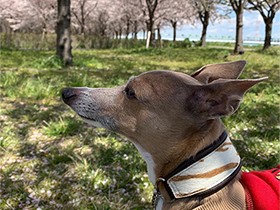 いつもの道　優しい横顔のイタリアングレーハウンド「ピース」