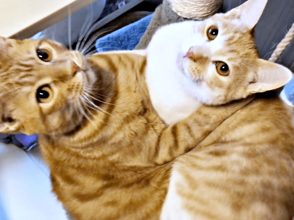 いつも一緒（左から）同居猫・ツナくん、キナコくん（画像提供：mmmさん）