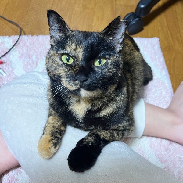 飼い主さんの足上に乗ってまったりするくるみちゃん（画像提供：サビ猫くるみさん）
