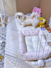 小さいけれどパワフル！ 柵を倒したペっぺちゃん（画像提供：ペっぺさん）