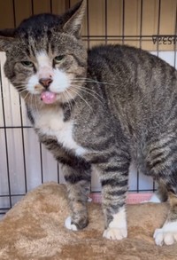 歯がないので、舌が出てしまう（「保護猫シェアハウス てぃーるーむ」さん提供、Instagramよりキャプチャ撮影）