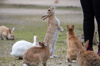 そうなんです、ウサギは立つんです（画像は参考）