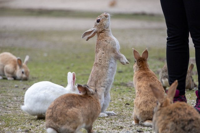 そうなんです、ウサギは立つんです（画像は参考）