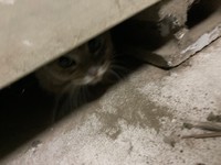 実は、下の階の“物置の下”に！（るちゃちゃんの飼い主さん提供）