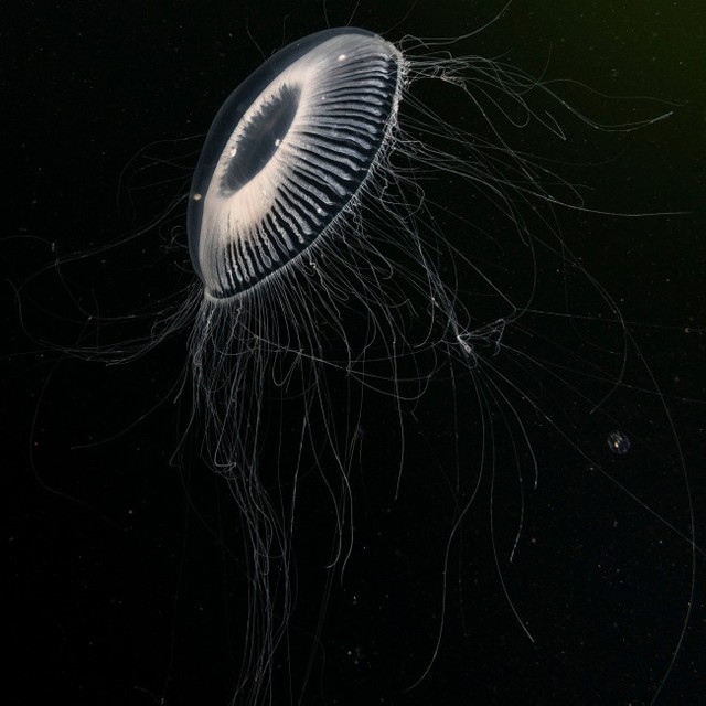 ヨーロッパ最大級の原子力発電所が、クラゲで稼働停止を余儀なくされた