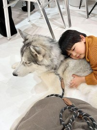 子どもにも優しい星凪くん（「シベリアンハスキーの星凪」さん提供）