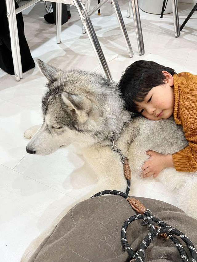 子どもにも優しい星凪くん（「シベリアンハスキーの星凪」さん提供）