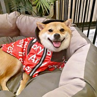 まったりくつろぐころっけくん。にこっと笑顔がかわいすぎる♡（画像提供：Threads／@north_017さん）