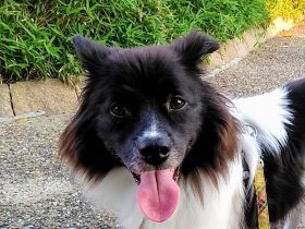 沖縄から徳島、そして大阪へ　7年かかって幸せをつかんだ犬