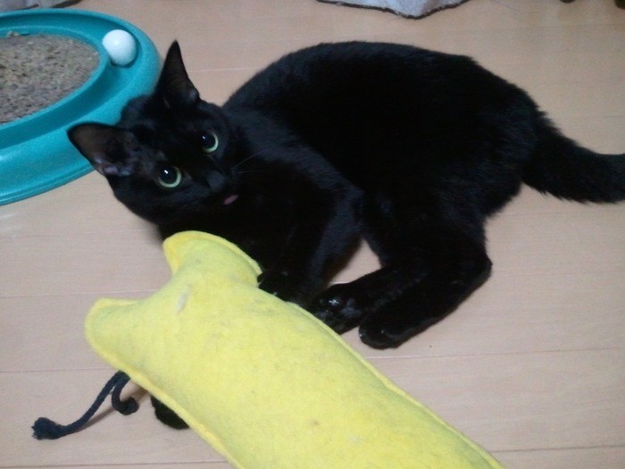 お気に入りのおもちゃで遊ぶ