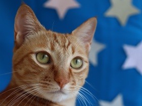 海辺生まれのヤンチャな子猫　譲渡先で先住猫から手荒い洗礼