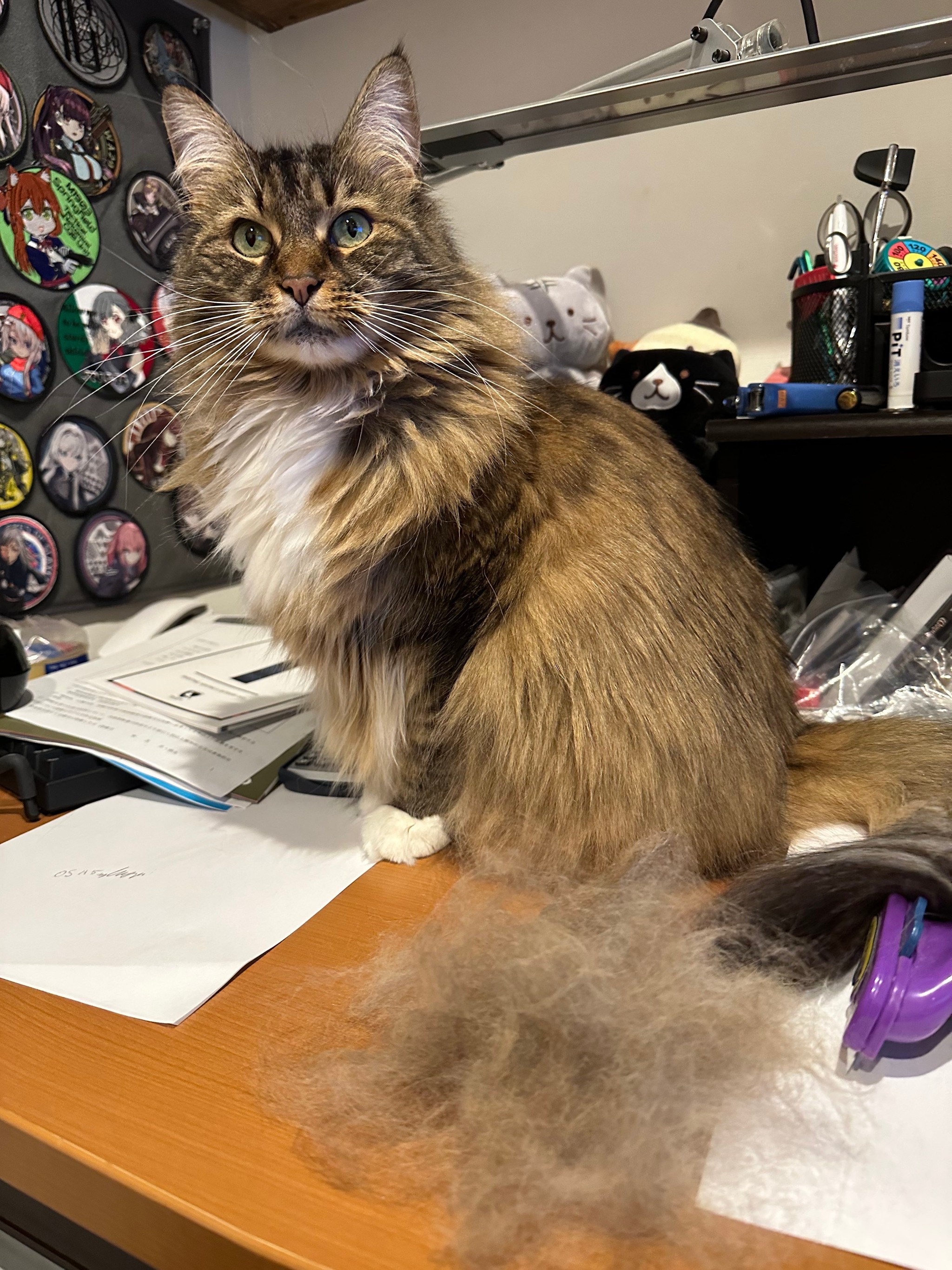 空気清浄機掃除してねぇな…」→ ヒィッ！ 毛むくじゃらにした犯人は