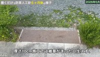 【まとめ】厚さ10cm施工では雑草がまったく生えず／しかちゃんねる【庭づくりDIY】さん（@しかちゃんねる-b4d）提供