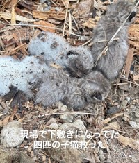 解体現場で子猫たちが下敷きになっていたという（Aki Abeさん提供、Instagramよりキャプチャ撮影）
