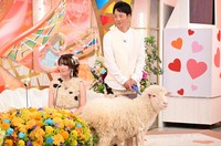 スタジオには、本物の羊も登場！©ABCテレビ