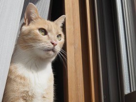 猫中心の生活になったけど、それが幸せ　ミックス猫「はな」、日課のニャルソック中