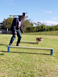 飛び越えるかと思いきや…さっと避けて進んだおだしくん（画像提供：柴犬おだしさん）