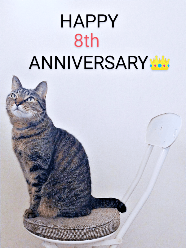 8歳を迎えて美ニャンぶりに磨きがかかった茶さん（画像提供：MERRY and BRIGHTさん）