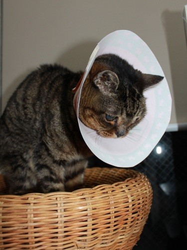 シニアになって病院通いが多かったけど、とてもがんばったルナ。籐（とう）のベッドでひとりで寝るのが好きでした