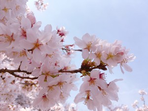 蓮水 桜