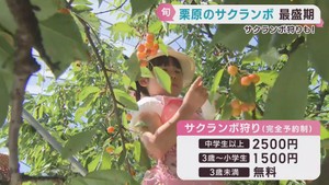 サクランボの収穫が最盛期　宮城県では珍しいサクランボ狩りも楽しめる　栗原市