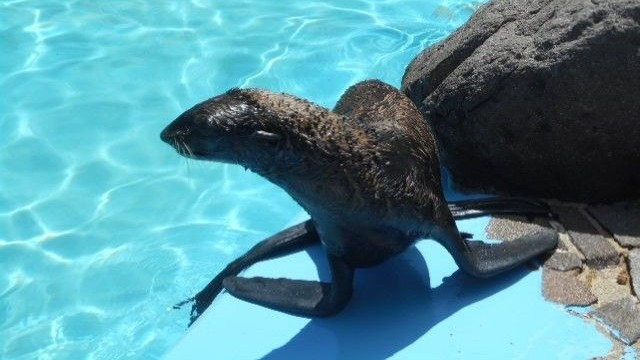 玉野海洋博物館の人気者　キタオットセイの「おとちゃん」死ぬ　岡山