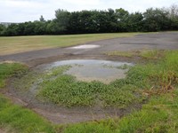 水たまりの周りの何気ない草たちも瀬尾さんが見れば…（瀬尾一樹さん提供）
