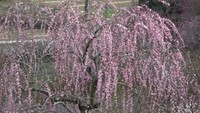 約2000本の梅の木が春色に染める　「梅の里公園」で梅の花が見頃　岡山・津山市