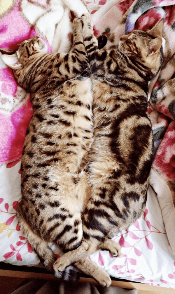 まるで紋章！？ 向かい合って眠る（左から）はらみさん、かるびさん