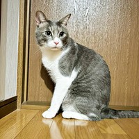 骨太でしっかりとした体つきになったソラくん（画像提供：ガウンゼル・チョルサー＝まっちゃこさん）