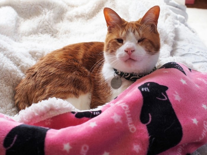 全盲のハピくんは、齊藤保護猫園の園長先生