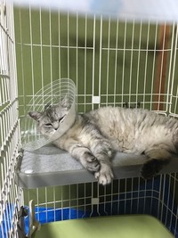 お迎え後のケージ生活中