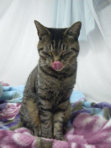 若い頃のトラ「僕もペろり」（信之さん提供）