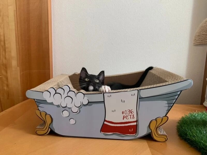 家にきたころの「ひよこ豆」

