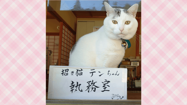 猫のてん カード検索 ｜ Z/X - Zillions of enemy X - ゼクス公式サイト