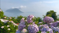 志々島「天空の花畑」のアジサイが見頃　90歳の孝子おばあちゃんと家族が手入れ　香川・三豊市